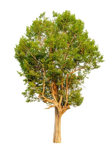 Drzewo Izolowane Białe Tło — Zdjęcie stockowe