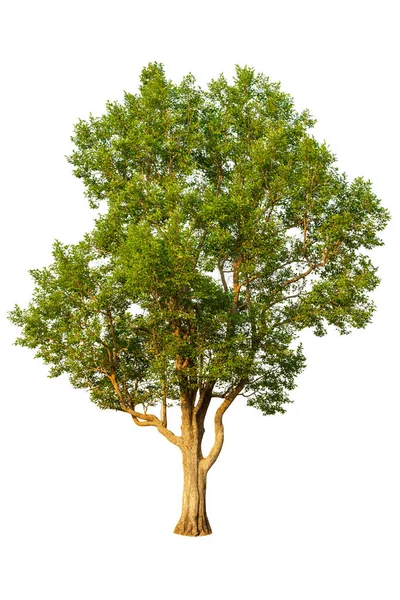 Tropikalne Drzewo Odizolowane Białe Tło Używane Projektowania — Zdjęcie stockowe
