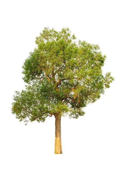 Tropischer Baum Isoliert Weißen Hintergrund Für Design Verwendet — Stockfoto