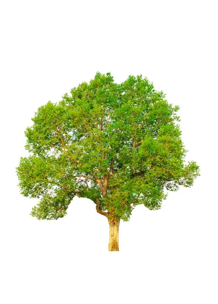 Albero Isolato Raccolta Sfondo Bianco — Foto Stock