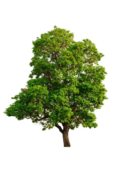 Isolierter Baum Weißer Hintergrund — Stockfoto