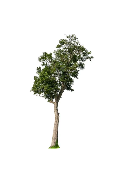 Albero Verde Isolato Disegno Sfondo Bianco — Foto Stock