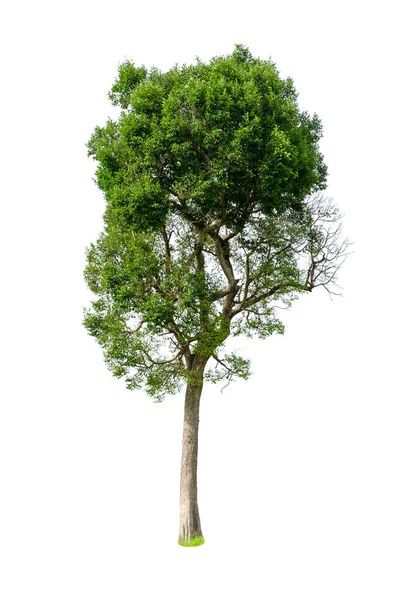 Albero Verde Isolato Disegno Sfondo Bianco — Foto Stock