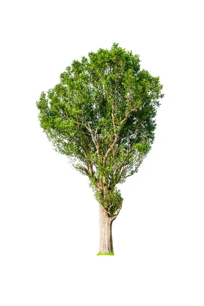 白い背景にデザインのために隔離された緑の木 — ストック写真