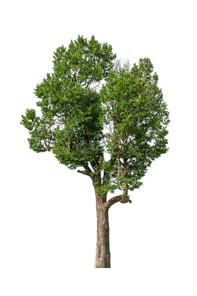 Grüner Baum Isoliert Für Design Auf Weißem Hintergrund — Stockfoto