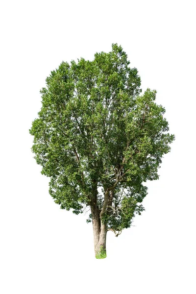 Зеленое Дерево Изолированное Дизайна Белом Фоне — стоковое фото
