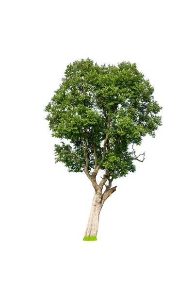 Albero Verde Isolato Disegno Sfondo Bianco — Foto Stock