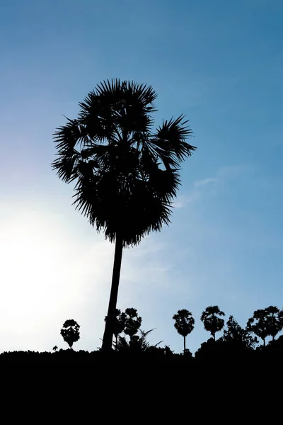 Silhouette Borassus Árbol Flabellifer Sobre Fondo Blanco —  Fotos de Stock