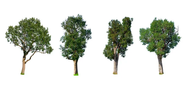 Irvingia Malayana tropikal ağacı izole edilmiş beyaz arkaplan.