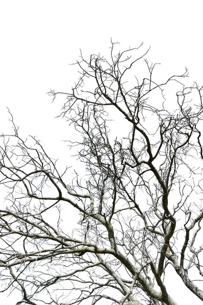 Dode Boom Geïsoleerde Gespleten Witte Achtergrond Oude Droge Boom Natuurlijk — Stockfoto