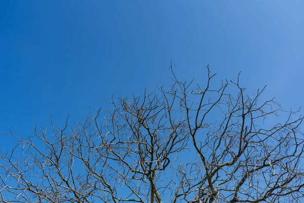 Dode Boom Geïsoleerde Gespleten Witte Achtergrond Oude Droge Boom Natuurlijk — Stockfoto