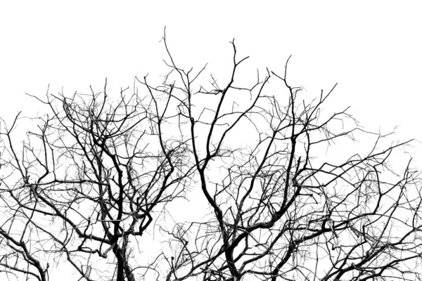 Árvore Morta Isolado Dividir Fundo Branco Velho Árvore Seca Natural — Fotografia de Stock