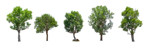 배경에 지방과 아열대 지방의 나무들 — 스톡 사진