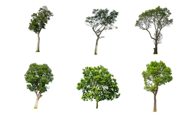 Árbol Verde Aislado Para Diseño Sobre Fondo Blanco — Foto de Stock