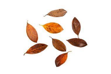 Tahsilat arka plandaki yaprakları kuru bırakıyor. Beyaz arkaplanda kuru izole bırakır