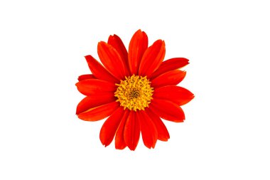 ayçiçeği Meksika izole edilmiş beyaz arka plan.