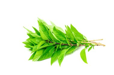 Fesleğen yaprakları beyaz arkaplanda yalıtılmış. Yeşil oktav bazilika yaprağı.