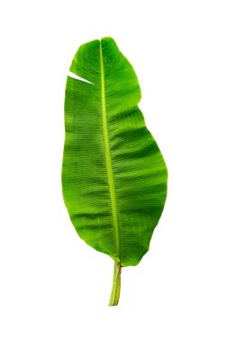 Beyaz arkaplanda büyük yaprak muz izole