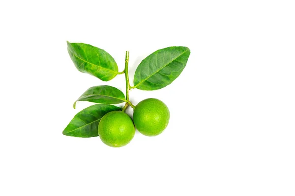 Hojas Limón Verde Aisladas Sobre Fondo Blanco — Foto de Stock