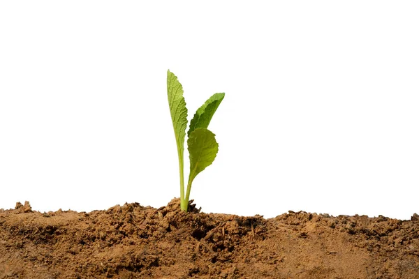 Close Lettuce Seed Soil White Background — Stock Photo, Image
