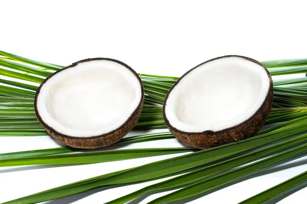 Półdojrzałe Orzechy Kokosowe Izolowane Białym Tle — Zdjęcie stockowe