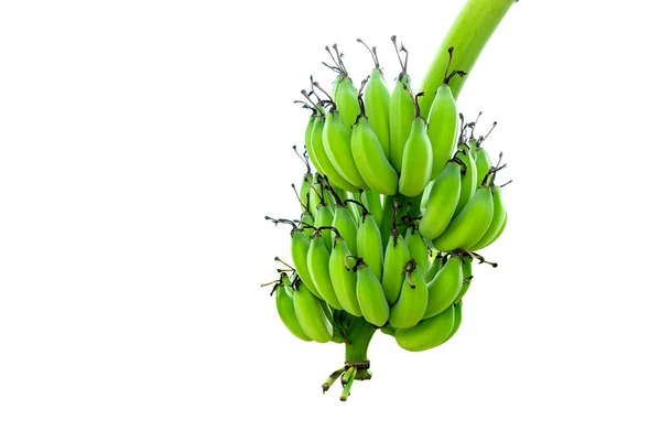 Bananas Verdes Cruas Isoladas Sobre Fundo Branco — Fotografia de Stock