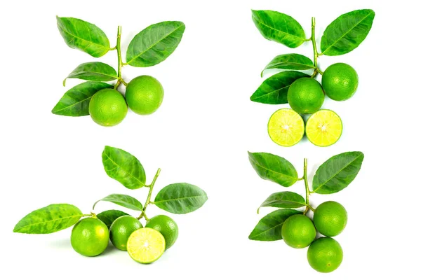 Verzameling Van Groene Bladeren Limoen Witte Achtergrond — Stockfoto