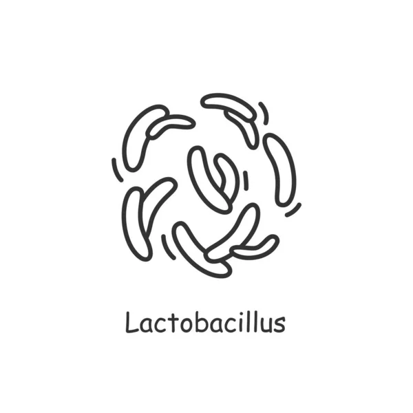 Icono de Lactobacilo. Signo de microbioma prebiótico. Bacteriología y concepto de salud gastrointestinal — Vector de stock