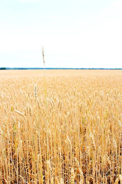 Campo Oro Trigo Cosecha Está Creciendo Madurando Bajo Cielo Azul —  Fotos de Stock