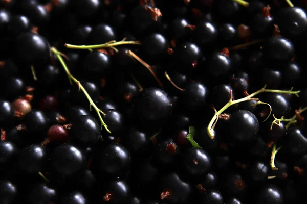 Berries of black current texture. Natural photo background. Black. Sweet and sour. Healthy food is full of vitamines