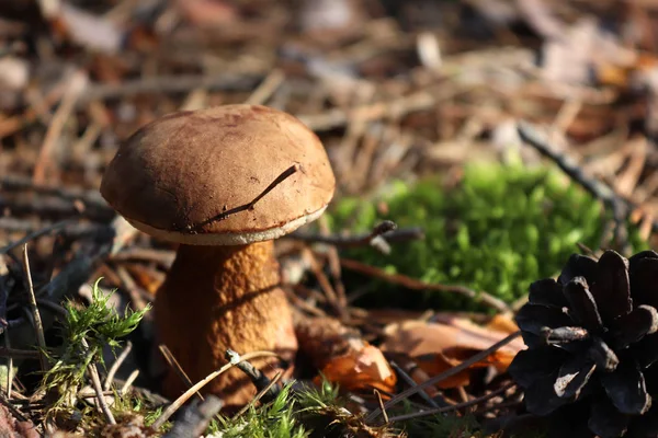 Ormanın içinde mantar yetişir. Kuru yaprakları. Moss. Koniler ve iğne yapraklılar. Orman halı. Makro