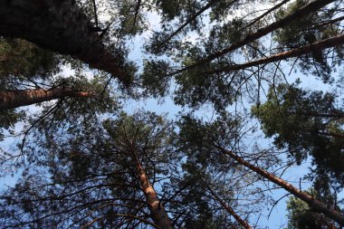 Yukarı görüntüleyin. Çam ağaçlarının yüksek üstleri blue sky için ulaşmak. Ormanda