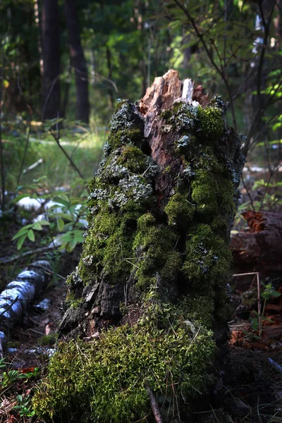 Lonely Moss Covered Stump Dense Forest Natural Picturesque Landscape Mysterious — Stock Photo, Image