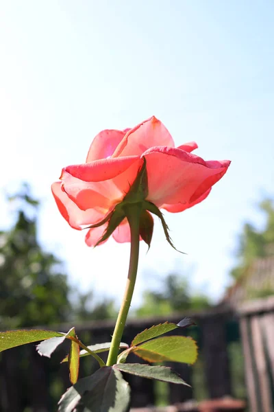 Uma Rosa Suave Estende Para Cima Até Céu Azul Bela — Fotografia de Stock