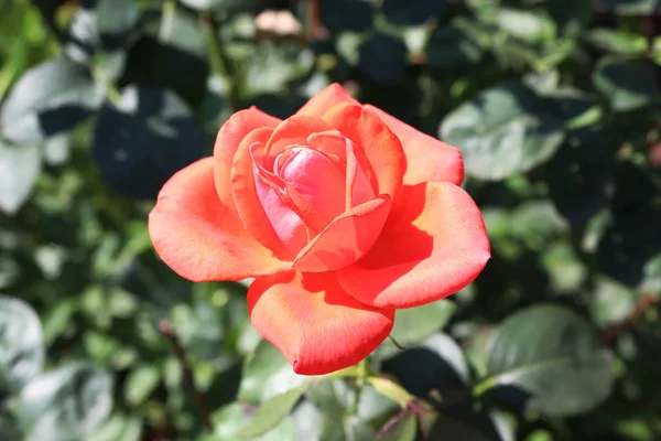 Egy Gyönyörű Rózsa Előkert Virágzott Bokor Virágos Nyári — Stock Fotó