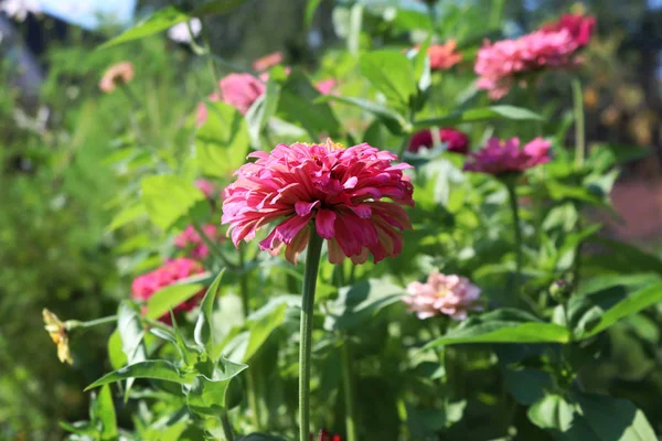 Güzel pembe dahlia çiçek bahçesinde. Çiçeklenme yaz