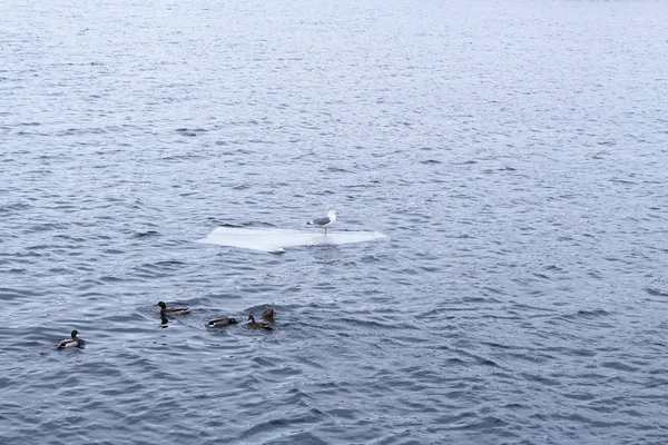 Una Gaviota Solitaria Flota Sobre Témpano Hielo Varios Patos Salvajes — Foto de Stock