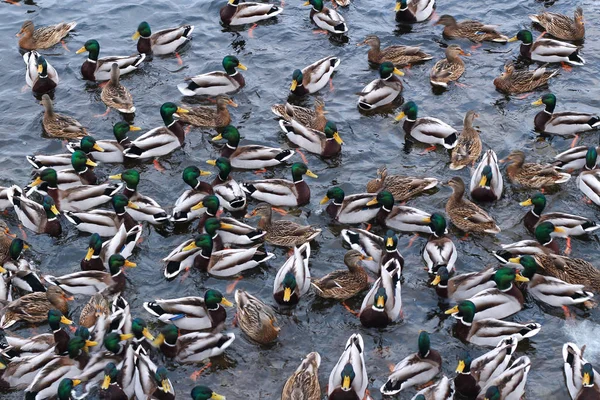 Gran Número Patos Salvajes Cerca Orilla Principios Invierno Textura Natural — Foto de Stock