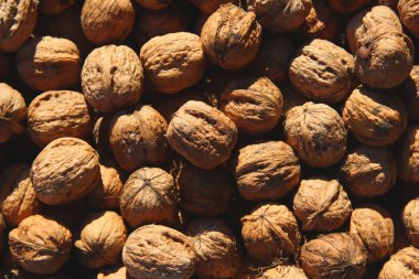 Bir sürü olgun ceviz güneşte kuru. Sonbaharda hasat. Doğal ve sağlıklı gıda. Güzel doğal doku. Fotoğraf arka plan.