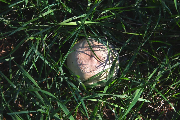 Mantar champignon yeşil otların arasında saklanıyor. Hasat sonbahar. Doğal gıda. Gurme mantar. Doğal fotoğraf arka plan