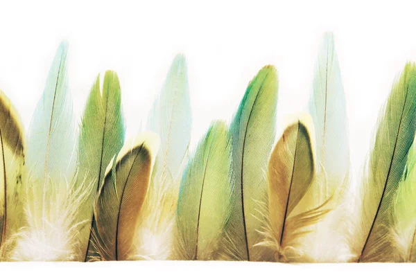 Hermosas Plumas Sobre Papel Blanco Turquesa Verde Parece Una Vista — Foto de Stock