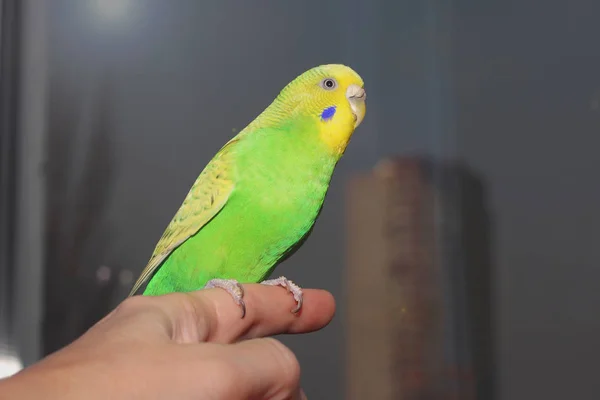 Kis Zöld Papagáj Kezét Aranyos Kis Papagáj Ausztrál Hullámos Papagájok — Stock Fotó