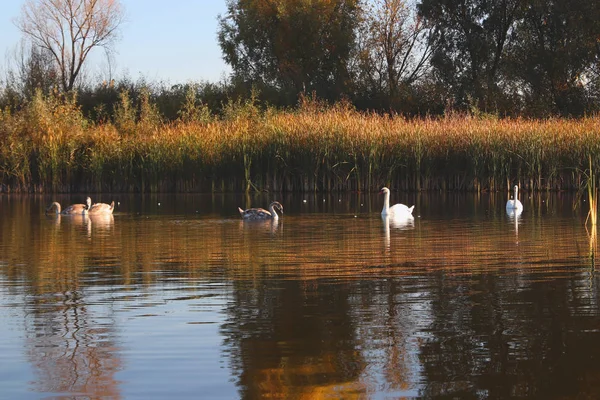 Swans Familie Zwemmen Rond Het Meer Ouders Drie Chiks Nog — Stockfoto