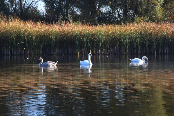 Swans family swimming around the lake. Parents and grey swan chik. Still water. Thickets of reeds. Calming atmosphere of wild nature