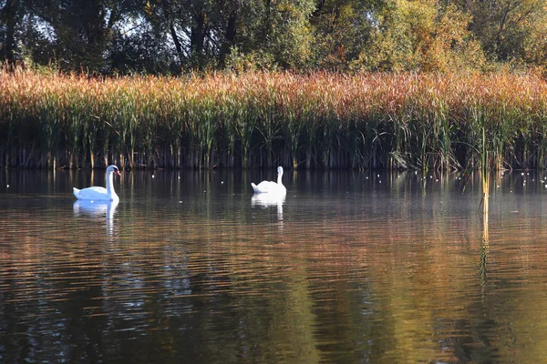 Vackra Par Svanar Simma Runt Sjön Fortfarande Vatten Snår Vass — Stockfoto