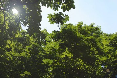 Büyük kestane ağacı. Yukarıdan gökyüzüne ve güneş ışığına karşı bir sürü kestane yaprağı. Yeşil parlak doğal fotoğraf arka plan