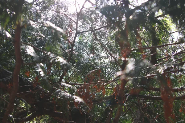 Thuja ve güneş dallarıkaotik interlacing. Vahşi orman. Orman. Doğal fotoğraf arka planı