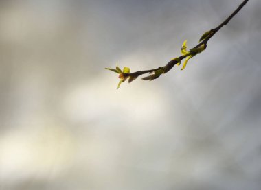 Genç bahar yaprakları ile bir brunch bulanık arka planla