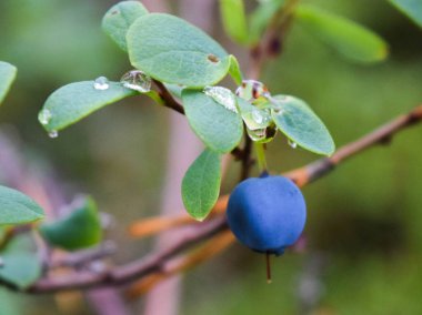 Yaprakların üzerinde yağmur damlaları olan yabanmersini.