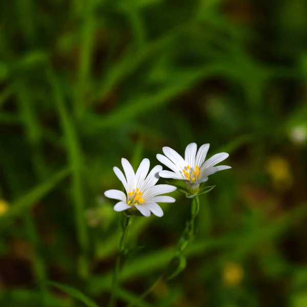 Δύο Λουλούδια Starwort Πράσινο Φόντο — Φωτογραφία Αρχείου